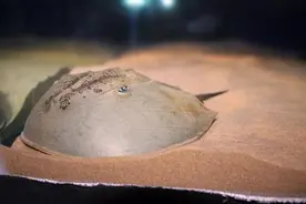 中国鲎、中国大鲵、中国斗鱼……上海海洋水族馆推出国庆特展图片