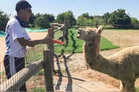 国庆假日去哪儿玩？高安巴夫洛看萌宠乐园图片