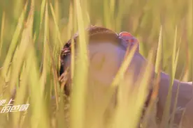 田埂上的芭蕾！原来“湘米”也多情图片