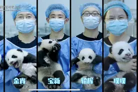 萌化了！熊猫基地2021新生幼仔集体亮相啦图片