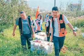 昆明市西山区团结街道迎来“糖心”苹果丰收季 农民笑更甜图片