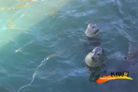 高清组图丨呆萌斑海豹 你我共保护图片