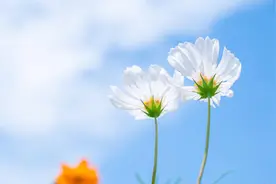 川观评论 | 鲜花赠英烈 缅怀驻心间图片