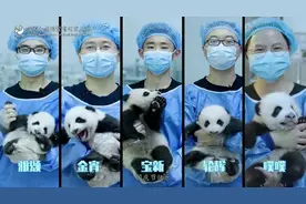 高萌！庆国庆，2021新生熊猫幼仔“云亮相”图片