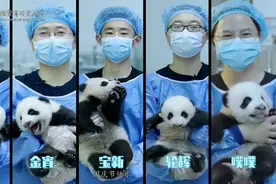 高萌！庆国庆，2021新生熊猫幼仔“云亮相”图片