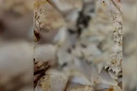 盒马回应帝王蟹上有活虫：是蟹蛭，正与顾客沟通视频封面