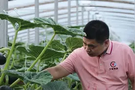 人间丨“地表最强菜贩子”王建文：一年卖菜4.6亿，想让全国都知道寿光蔬菜的好图片