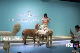 一只鸡卖到1000元？！连鸡蛋都10元1个！靠它，他年入300万图片