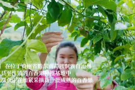 贵州榕江百香果变身群众“致富果”视频封面