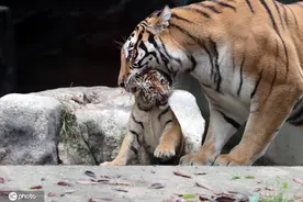 实拍韩国爱宝乐园 西伯利亚虎妈妈嘴叼幼崽画面逗趣图片