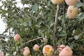 山东烟台突降冰雹大如鸡蛋，击伤丰收前的满树苹果图片