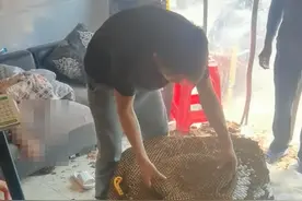 直径2.4米、重196斤！四川养蜂人深山收割罕见巨型蜂窝图片