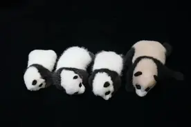 这可能是最萌的国庆祝福！新生大熊猫宝宝集体亮相图片
