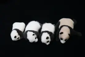 超萌大熊猫幼崽“云”亮相庆国庆 祝全国人民节日快乐图片