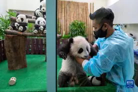 马来西亚出生的第三只大熊猫宝宝首次公开亮相图片