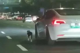 真够懒的！边开车边遛狗！罚图片