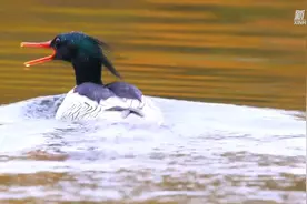 祖国颂·共赏好风景｜秋日里的中华秋沙鸭图片