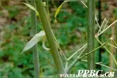 嘴尖皮厚腹中空？来，看看这些有“内涵”的竹丨花花万物图片