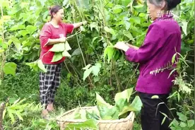 四川古蔺：蚕桑织出致富路视频封面