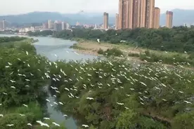 壮观！数千只白鹭翱翔福安富春溪畔图片
