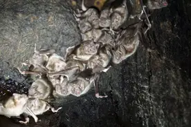 研究发现雌性吸血蝙蝠更喜欢和朋友一起觅食血液图片