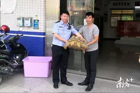 巡逻路上偶遇一只大型陆龟，民警及时救助图片