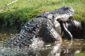 就在自家后院拍摄！美国男子拍下巨鳄吞食同类，1.8米长只剩后脚，20秒被完全吞下图片