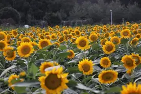 趁国庆来打卡！湖南省植物园展出10万余株向日葵图片