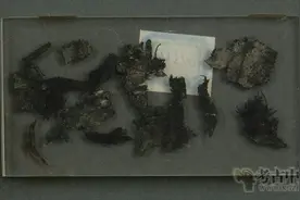 麻类纤维——我国古代纺织界的“顶梁柱”丨花花万物图片
