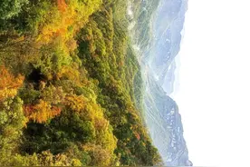中国森林，隐秘多彩的“绿色基因库”图片