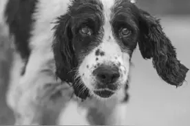 汶川地震救援最后一只搜救犬离世，让我们送它一程图片