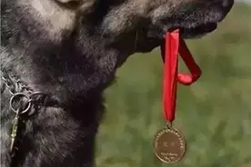致敬英雄犬！汶川地震67只搜救犬全部离世图片