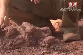 一眼穿越亿万年 重返侏罗纪图片