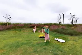 美翻了！温州七都岛成片“粉黛乱子草”绽放，最佳观赏地在这里图片