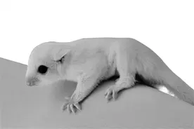 认识这个“鼯”（wú）字 你就知道我有什么本事了图片