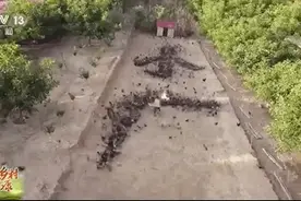 指挥上千只鸡花式告白！95后“鸡司令”火了图片