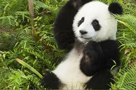 世界动物日｜前方高萌！这些珍稀动物“拍了拍”你图片
