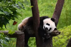 一帧中国丨国庆特辑④万物有灵！一起走进自然生灵的家园图片