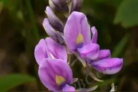 从“天子之衣”到“亚洲人参”，葛走过的漫长道路丨花花万物图片