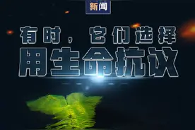 别把快乐建立在动物的痛苦之上 转发倡议：拒绝动物表演图片