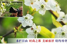 江苏24小时·滚动推送｜徐州睢宁：少见！金秋梨花开图片
