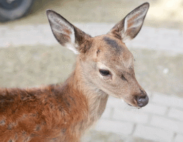 前小桔农场，国庆精彩内容大放送