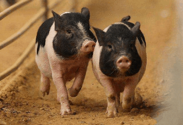 前小桔农场，国庆精彩内容大放送