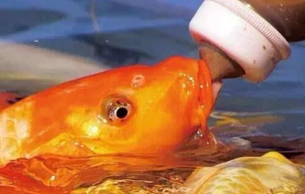 前小桔农场，国庆精彩内容大放送