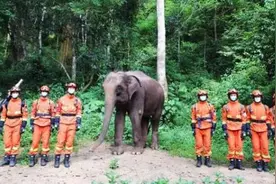 15年前被救助的小象“然然”，如今已成为一名编外“森林消防员”图片