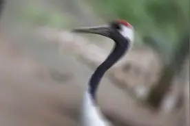 这些生命都值得被温柔以待