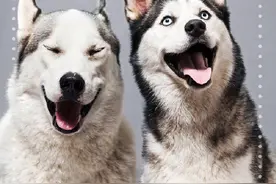 今天世界动物日 学点不一样的英语知识图片