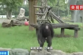猩猩发飙朝人群丢东西，保育员：它跟游客学的…图片