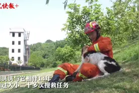 “我以后会经常来看你”，相伴14年的训导员送别汶川地震救援最后一只搜救犬图片