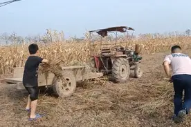 周口9岁娃回农村老家忙秋收 国庆节过成了“劳动节”图片